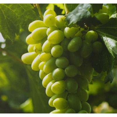 Raisins blanc Vittoria - Fruits et légumes bio