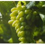 Raisins blanc Vittoria - Fruits et légumes bio