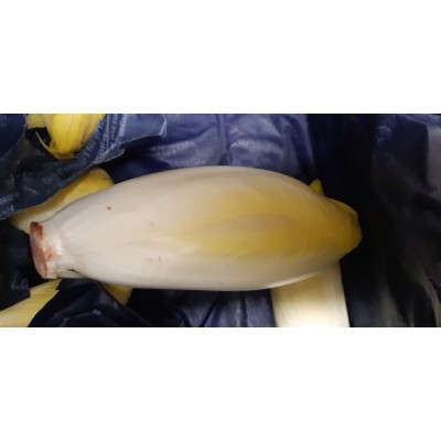 Endives fr - Légumes bio