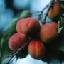 Abricots fruits et légumes bio